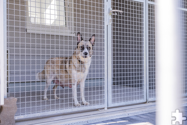 Jede Box im neuen Hundehaus verfügt auch über einen überdachten Außenbereich. Foto: Ronald Larmann/pp/Agentur ProfiPress
