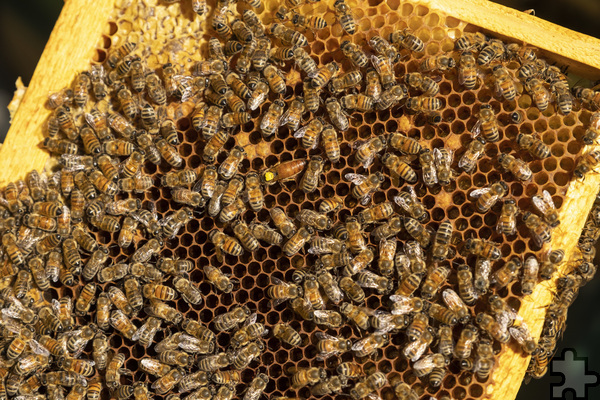 Gefunden: Der gelbe Punkt auf der Biene weist sie als Königin aus. Anhand der Farben können die Imker ablesen, aus welchem Jahr die Königin stammt. Foto: Ronald Larmann/pp/Agentur ProfiPress