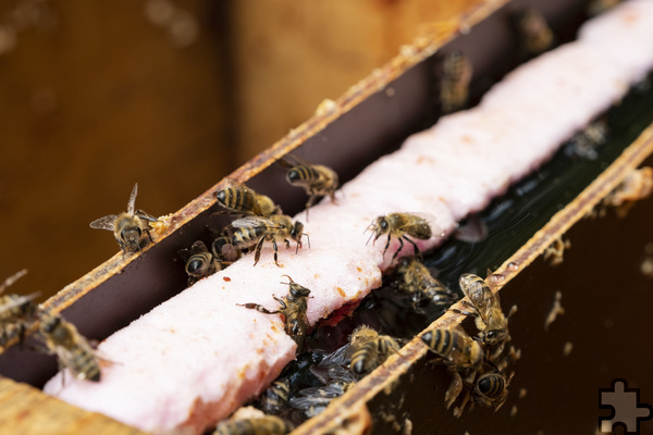 Im Herbst werden die Bienen mit Zucker gefüttert. Sie lassen es sich schmecken. Foto: Ronald Larmann/pp/Agentur ProfiPress