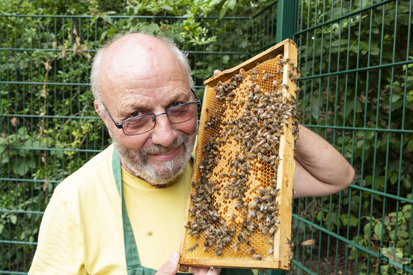 Die Bienen nehmen es gelassen hin, wenn sich Ludwig Schmitz einen Rahmen nah ans Gesicht hält. Schutzkleidung benötigt er bei den handzahmen Honigsammlerinnen nicht. Foto: Ronald Larmann/pp/Agentur ProfiPress