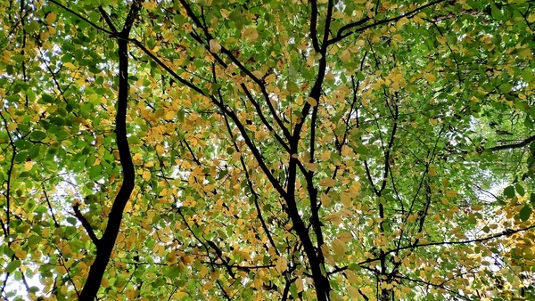 Der Blick nach oben zeigt das Blätterdach wie ein Mosaik aus bunten Farbklecksen. Foto: Steffi Tucholke/pp/Agentur ProfiPress