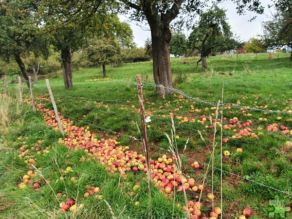 „Der Herbst ist da. Er bringt uns Obst, hei hussassa.“ Die Fülle des Herbstes offenbart sich auf dieser Streuobstwiese in Bescheid. Foto: Manfred Lang/pp/Agentur ProfiPress
