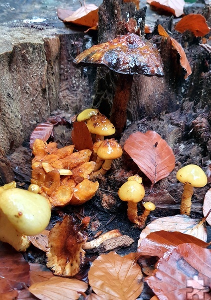 In allen Farben, Formen und Größen sprießen im Herbst Pilze aus dem feuchten Waldboden. Foto: Manfred Lang/pp/Agentur ProfiPress