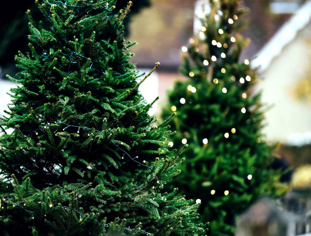 In Eiserfey werden am 17. Dezember Weihnachtsbäume für den Ort und die Umgebung verkauft. Für das leibliche Wohl ist ebenso gesorgt, als Veranstalter agier die Löschgruppe Eiserfey. Symbolbild: AnnieSpratt/pixabay/pp/Agentur ProfiPress