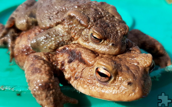 Ein Erdkröten-Paar, bei dem das Weibchen das Männchen auf dem Rücken trägt. Foto: NABU/pp/Agentur ProfiPress