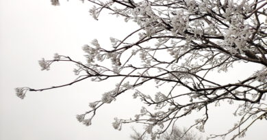 Nebelfrost nennt sich das Naturphänomen, bei dem kleine Wassertröpfchen im Nebel an Ästen, Blättern und Gräsern anfrieren. So bilden sich frostig-schöne Eisgebilde. Foto: Steffi Tucholke/pp/Agentur ProfiPress