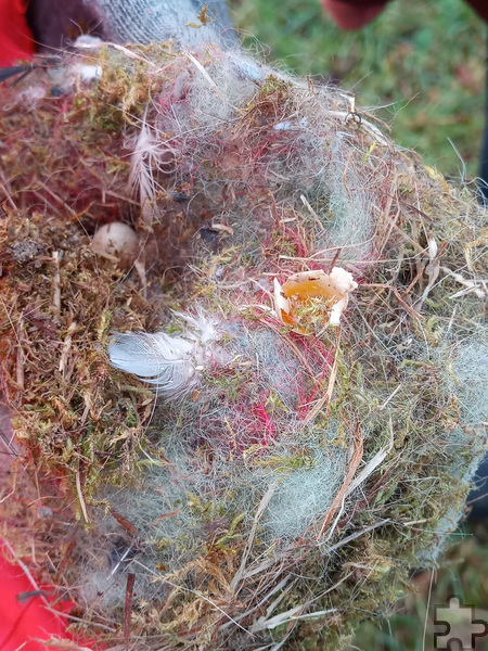 Eine Feder, der Rest einer Eierschale, aber auch ein nicht ausgebrütetes Ei (hinten) haben die Naturschützer in einem Nistkasten gefunden. Foto: privat/pp/Agentur ProfiPress