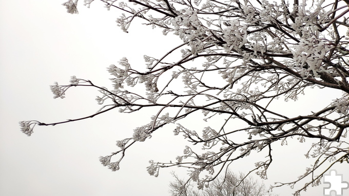 Nebelfrost nennt sich das Naturphänomen, bei dem kleine Wassertröpfchen im Nebel an Ästen, Blättern und Gräsern anfrieren. So bilden sich frostig-schöne Eisgebilde. Foto: Steffi Tucholke/pp/Agentur ProfiPress