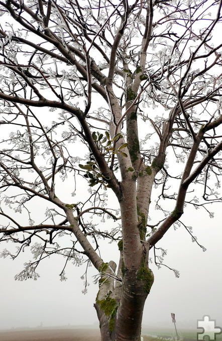 Auch die zwischen den Zweigen wachsenden Misteln blieben nicht vom gefrierenden Nebel verschont. Foto: Steffi Tucholke/pp/Agentur ProfiPress