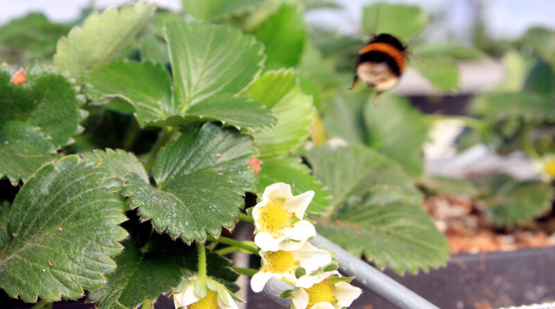 „Eine Welt ohne Bienen und Hummeln funktioniert einfach nicht“, weiß Bauer Theo Bieger. Foto: Steffi Tucholke/pp/Agentur ProfiPress