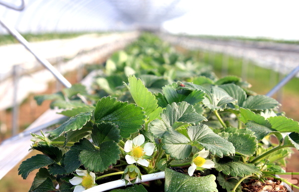 Auf Stellagen wachsen die Erdbeeren im speziellen Tunnel in Obergartzem. Dort lassen sich auch Temperatur, Luftfeuchtigkeit und Bewässerung automatisch regeln. Foto: Steffi Tucholke/pp/Agentur ProfiPress