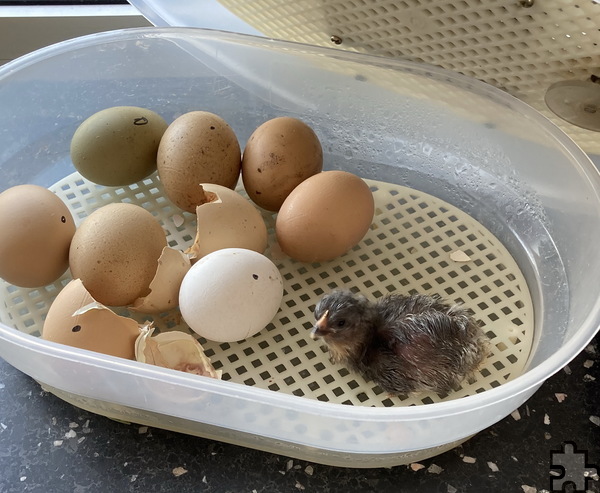 Nach 21 Tagen spannenden Wartens begann das erste Küken, seine Eierschale zu durchbrechen, und die Kinder konnten dabei zusehen. Foto: Julia Jakobs/DRK/pp/Agentur ProfiPress