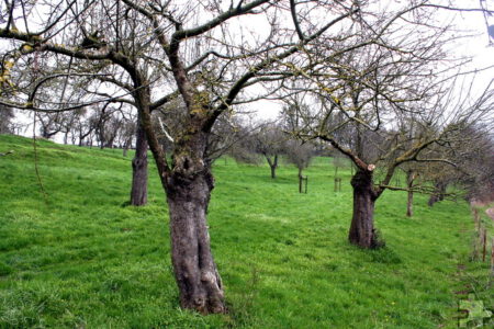 Rund 45 Bäume – vor allem Apfelbäume – verschiedenen Alters sind auf der Streuobstwiese bei Bescheid zu finden. Foto: Steffi Tucholke/pp/Agentur ProfiPress
