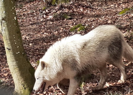 Immer häufiger werden Wölfe in der Eifel gesichtet. Dieses Foto wurde allerdings im Tierpark an der Kasselburg bei Gerolstein aufgenommen, nicht in freier Wildbahn. Foto: Manfred Lang/pp/Agentur ProfiPress