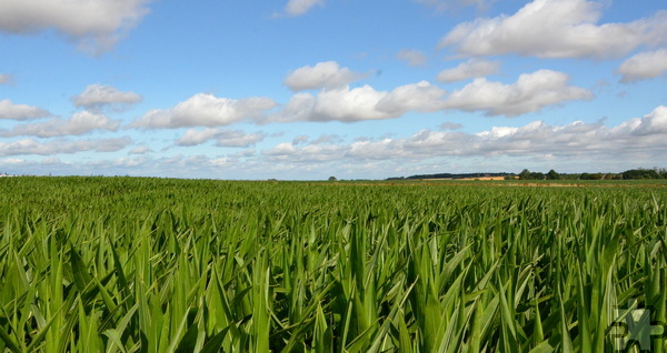 Über 20.000 Quadratmeter, rund zwei Hektar, erstrecken sich die hohen Maislabyrinthe. Foto: Henri Grüger/pp/Agentur ProfiPress