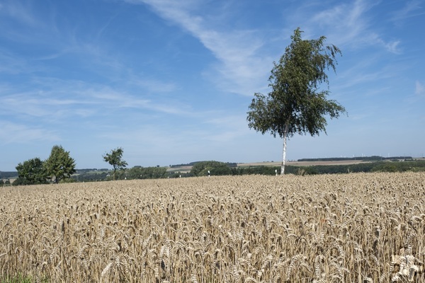Voriges Jahr wurden in Nordrhein-Westfalen 491 100 Hektar Getreide angebaut. Das entspricht der Hälfte des Ackerlandes. Die wichtigste Getreideart ist der Winterweizen, der 2022 auf 244 000 Hektar stand. Foto: Ronald Larmann/pp/Agentur ProfiPress