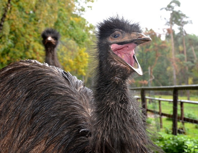 Am Ende der Tour kreuzten sogar noch die frisch eingezogenen, neugierigen Emus den Weg. Foto: Henri Grüger/Agentur ProfiPress