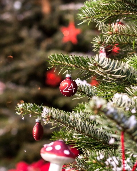 Am 16. Dezember kann man von der Fußballjugend der „JSG Mechernich/Feytal/Weyer“ Weihnachtsbäume kaufen. Auch eine Lieferung nach Hause ist möglich. Symbolbild: Peter Biela/pixabay/pp/Agentur ProfiPress