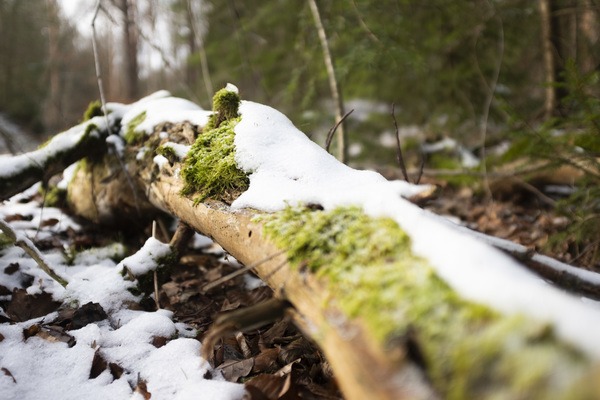 Auf einem Ast bilden grünes Moos und weißer Schnee einen wunderschönen winterlichen Kontrast. Foto: Ronald Larmann/pp/Agentur ProfiPress