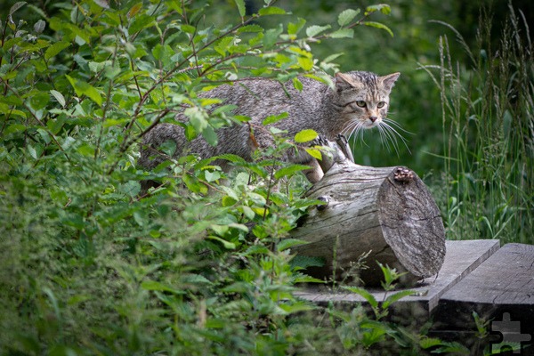Die Europäische Wildkatze gilt als scheu und selten, im Sommerferienprogramm des Nationalpark Eifel können Kinder zwischen acht und 14 Jahren viel über diese Tiere lernen. Symbolbild: pixabay/pp/Agentur ProfiPress