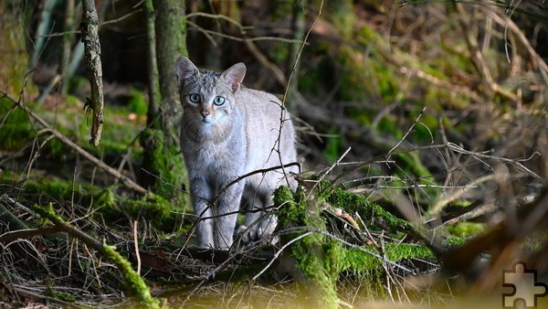 Dr. Manfred Rechs ist einer Wildkatze so nah gekommen, wie es nur den wenigsten Menschen vergönnt ist. Foto: Dr. Manfred Rechs/pp/Agentur ProfiPress