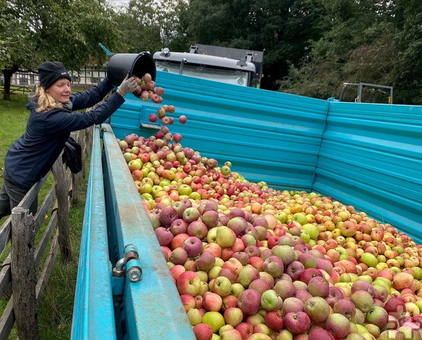 Bei Äpfeln hat sich die Erntemenge in NRW nach ersten Schätzungen im Vergleich zum Vorjahr nahezu halbiert. Die Erdbeerernte ist laut statistischem Landesamt IT.NRW die geringste der vergangenen zehn Jahre. Foto: LVR/pp/Agentur ProfiPress