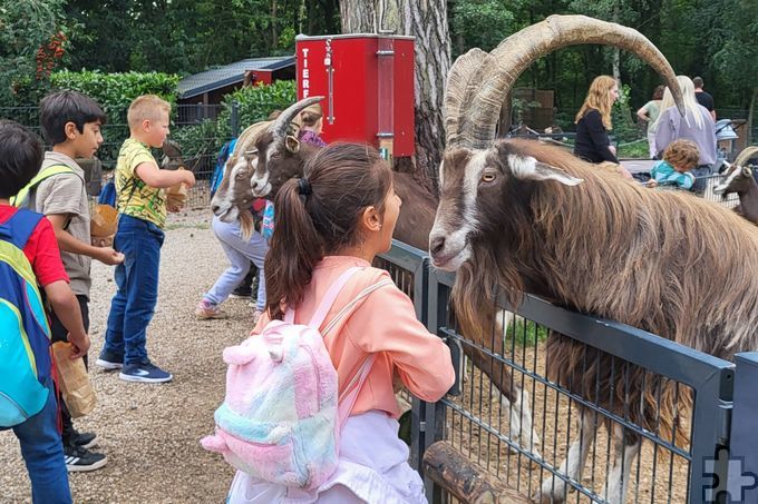 Auch ein Besuch im Hochwildpark Rheinland war Bestandteil des Kurses. Die Kinder hatten viel Spaß und haben ganz nebenbei ihren deutschen Wortschatz verbessert. Foto: Julia Axer/pp/Agentur ProfiPress