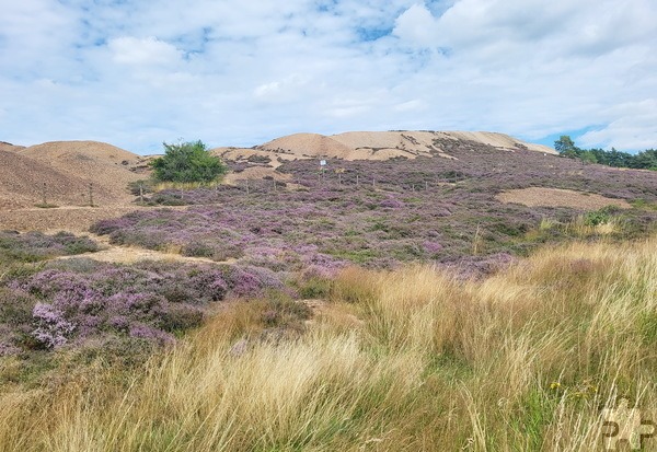 Am Mechernicher Bleiberg, um Krähenloch und Kallmuther Berg, blüht zur Zeit die Heide. Foto: Robert Ohlerth/pp/Agentur ProfiPress