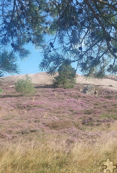 Landschaft am Kallmuther Berg mit vegetationsloser Abraumhalde, aber auch mit „Calluna“ und „Erika“, Kiefern und Birke. Foto: Robert Ohlerth/pp/Agentur ProfiPress