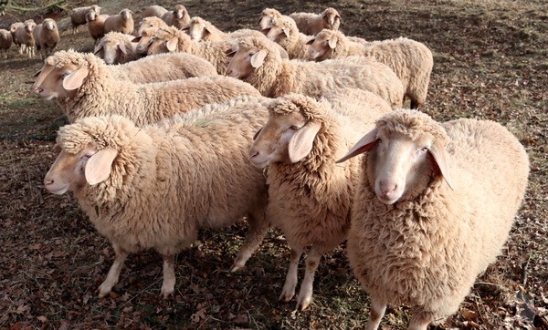 Erste Fälle der „Blauzungenkrankheit“ sind im Kreis Euskirchen nachgewiesen worden. Diese betrifft Wiederkäuer wie Schafe und Rinder, kann teils sogar lebensbedrohlich werden. Empfohlen wird daher ein entsprechender Impfschutz für die Tiere. Archivbild: pp/Agentur ProfiPress