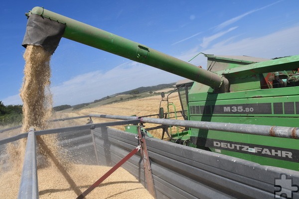 Bereits bei der Wintergerstenernte meldete der Rheinische Landwirtschaftsverband einen Ertragsrückgang über 20 Prozent auf im Schnitt 67 bis 70 Doppelzentner pro Hektar (dz/ha). Auch beim Winterweizen, der im Rheinland auf 76.000 Hektar angebaut wird, habe sich dieses miserable Ergebnis faktisch gehalten. Foto: Manfred Lang/pp/Agentur ProfiPress