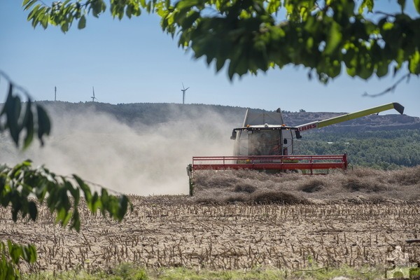 Bei der Rapsernte – hier vor der Kulisse des Mechernicher Bleibergs – war ein Ertrag von nur 35 dz/ha zu verzeichnen. Die Ölgehalte lagen allerdings mit 43 Prozent auf Vorjahresniveau. Foto: Ronald Larmann/pp/Agentur ProfiPress