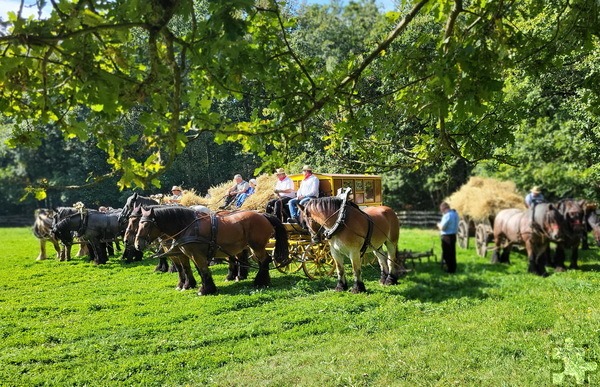 Zahlenmäßig nur noch ein Schatten früherer Ackerwagen- und Traktorkorsos bei den „Tagen nach der Ernte“ im LVR-Freilichtmuseum Kommern verlor sich im Vorführring in der Baugruppe Niederrhein: Hoch mit Weizen beladene Ackerwagen und dazwischen eine Postkutsche vermittelten ein romantisches Bild aus alten Tagen. Foto: Manfred Lang/pp/Agentur ProfiPress