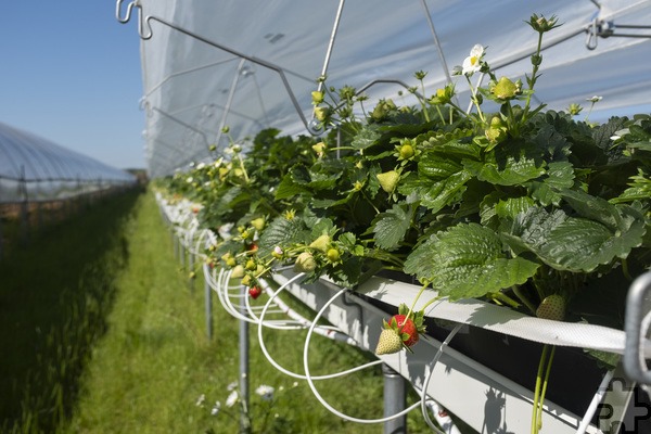 Derzeit herrscht bei den Früchten und ihren Blüten noch ein buntes Farbenspiel vor. Foto: Ronald Larmann/pp/Agentur ProfiPress