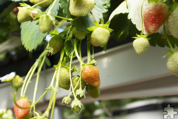 Noch unreife Erdbeeren… Foto: Ronald Larmann/pp/Agentur ProfiPress