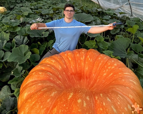 Max Bieger misst einen der auf dem Krewelshof angebauten Riesen-Kürbisse aus – er wiegt gut 400 Kilogramm. Einige Exemplare des XXL- Herbstgemüses sind für die Kürbisboot-Regatta am Sonntag, 15. September, in Obergartzem bestimmt. Foto: privat/pp/Agentur ProfiPress