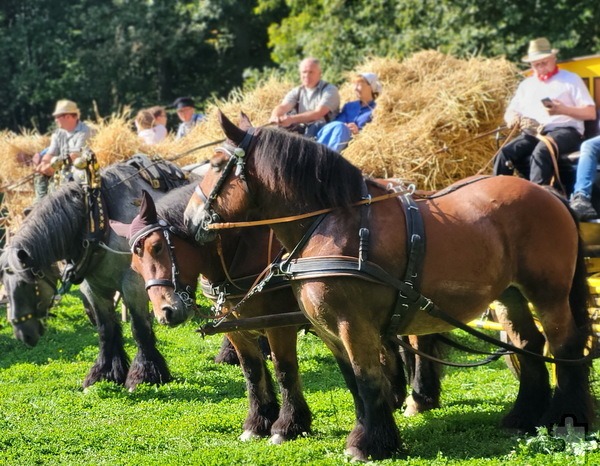 „Staatse Päerd“, stattliche Kaltblüter, waren auch bei den „Tagen nach der Ernte“ 2024 auf dem Kommerner Kahlenbusch im Zugeinsatz: Brabanter, Ardenner, Rheinisch-Deutsches Kaltblut. Foto: Manfred Lang/pp/Agentur ProfiPress