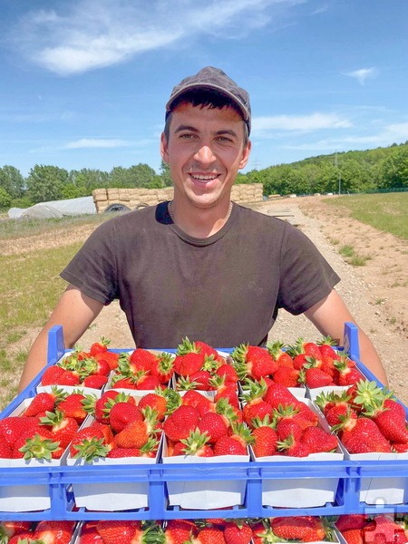 Später können die Erdbeeren dann endlich gepflückt werden. Foto: Krewelshof/pp/Agentur ProfiPress