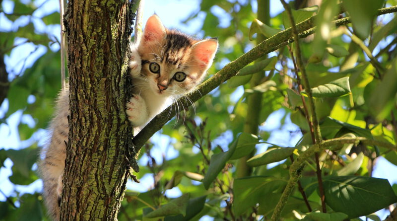 Am 20. Oktober wird im Mechernicher Tierheim wieder getrödelt, was das Zeug hält. Dazu spielt die Gruppe „Eifelsound“ live. Symbolbild: Pavel/pixabay/pp/Agentur ProfiPress