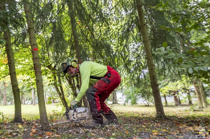 Mit der Kettensäge in Aktion: Alfons Steidl und sein Team haben diverse tote Bäume entnommen und Sträucher zurückgeschnitten, damit die Parkneugestaltung rund um Haus Sonne gelingen kann. Foto: Ronald Larmann/pp/Agentur ProfiPress