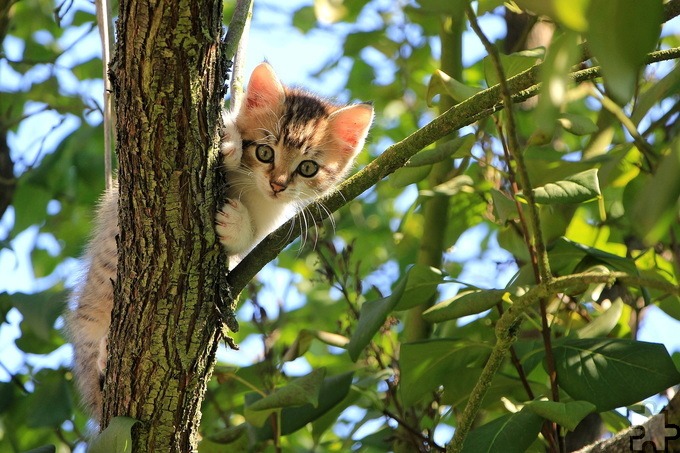 Am 20. Oktober wird im Mechernicher Tierheim wieder getrödelt, was das Zeug hält. Dazu spielt die Gruppe „Eifelsound“ live. Symbolbild: Pavel/pixabay/pp/Agentur ProfiPress