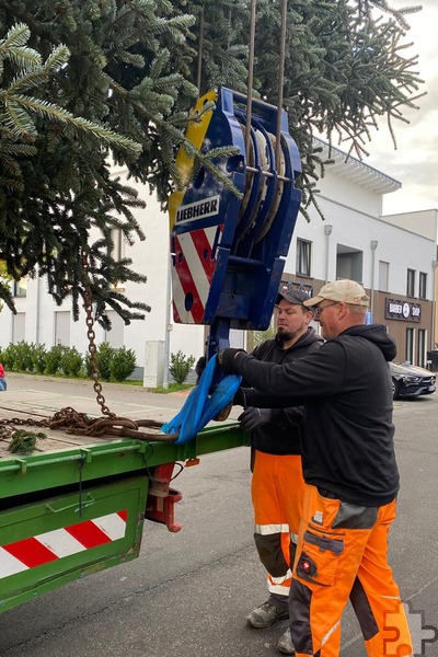 Alex Schröder (2.v.r.), stellvertretender Leiter des Bauhofs, und ein Kollege befestigten den Baum am Haken des Krans. Foto: Stadt Mechernich/pp/Agentur ProfiPress