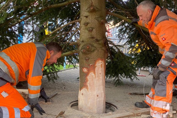 Nach einer Bearbeitung mit der Kettensäge passte der Baum bestens in die dafür vorgesehene Vorrichtung in der Bergstraße. Foto: Stadt Mechernich/pp/Agentur ProfiPress