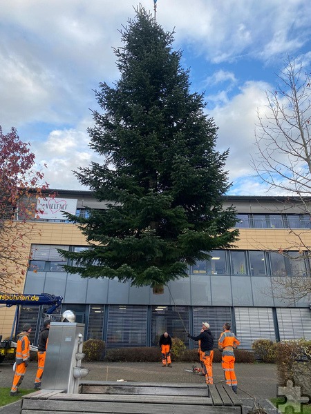 Per Kran schwebte der 14 Meter hohe und zwei Tonnen schwere Weihnachtsbaum an seinen Platz vor dem Mechernicher Rathaus. Foto: Stadt Mechernich/pp/Agentur ProfiPress