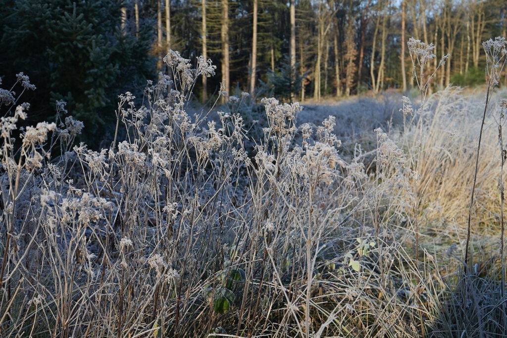 Everling: „Durch den Frost der Nacht hatte sich Raureif über Wege und Pflanzen gelegt und versah die Natur mit einem weißen Schimmer, der in der Sonne glitzerte.“ Foto: Stephan Everling/pp/Agentur ProfiPress