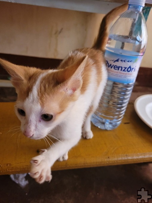 Kurzerhand adoptierte sie eine Katze namens Molly, die in den Slums sonst wohl keine Überlebenschance gehabt hätte. Foto: Emma Göken/pp/Agentur ProfiPress