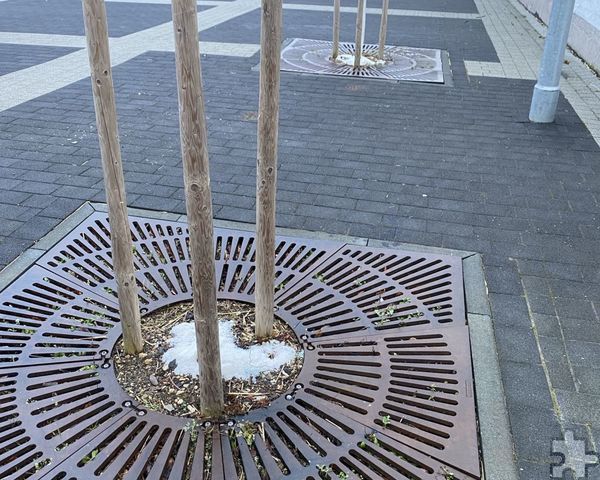 An mehreren Bäumen auf dem Vussemer Dorfplatz entdeckten Mitarbeiter des Mechernicher Bauhofs größere Mengen Salz. Der Verdacht liegt nahe, dass jemand die Bäume dadurch schädigen wollte. Foto: Stadt Mechernich/pp/Agentur ProfiPress 