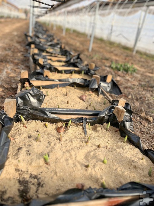 Geschützt im Folientunnel wachsen zusätzliche Tulpen. „Damit können die Beete rund um den See bei Bedarf aufgefüllt werden“, erläutert Krewelshof-Bauer Max Bieger. Foto: Bieger/pp/Agentur ProfiPress