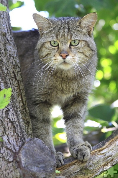 Für Wildkatzen ist der Nationalpark Eifel ein regelrechtes Paradies. Ihnen widmet der „BUND“ nun eine Sonderausstellung zum Thema „Wildkatzenwälder von morgen“ ab 11. März in Vogelsang ip. Foto: H. Grabe/pp/Agentur ProfiPress