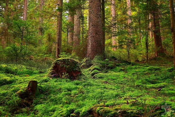 In den Osterferien können Kinder von sieben bis zwölf Jahren den Wald am Teichmannhaus erkunden. Von Dienstag, 22. April, bis Freitag, 25. April, soll täglich von 9 bis 16 Uhr gespielt, gebastelt und geforscht werden. Anmeldungen noch möglich. Symbolbild: jggrz/pixabay/pp/Agentur ProfiPress